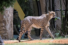 Busch Gardens Tampa