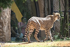 Busch Gardens Tampa