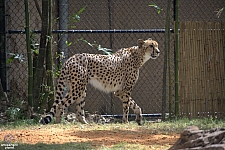 Busch Gardens Tampa