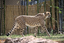 Busch Gardens Tampa
