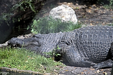 Busch Gardens Tampa