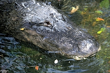 Busch Gardens Tampa