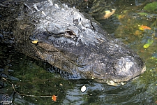 Busch Gardens Tampa