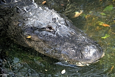 Busch Gardens Tampa