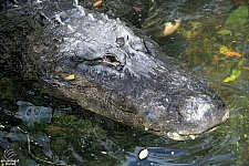 Busch Gardens Tampa