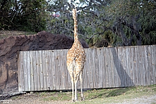 Busch Gardens Tampa