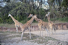 Busch Gardens Tampa