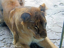 Busch Gardens Tampa