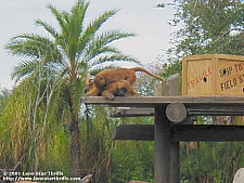 Busch Gardens Tampa