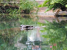 Busch Gardens Tampa