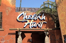 Cheetah Hunt