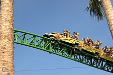 Cheetah Hunt