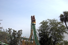 Cheetah Hunt