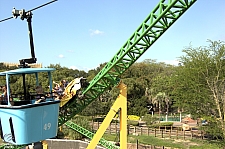 Cheetah Hunt