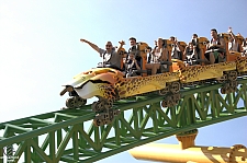 Cheetah Hunt