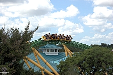 Cheetah Hunt