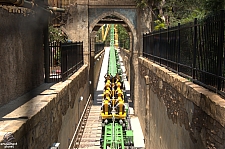 Cheetah Hunt