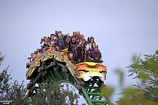 Cheetah Hunt