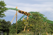 Cheetah Hunt