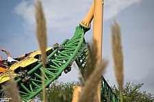 Cheetah Hunt