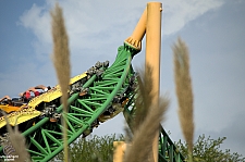 Cheetah Hunt