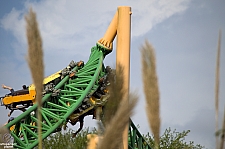 Cheetah Hunt