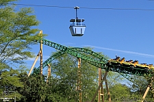 Cheetah Hunt