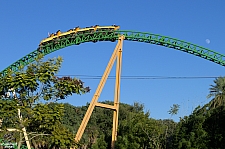 Cheetah Hunt