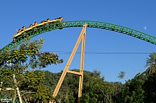 Cheetah Hunt