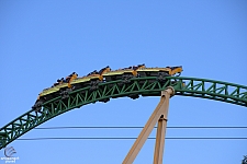 Cheetah Hunt