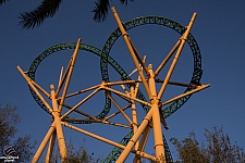 Cheetah Hunt