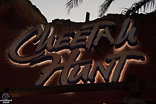 Cheetah Hunt