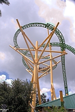 Cheetah Hunt