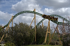 Cheetah Hunt