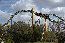 Cheetah Hunt
