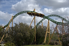 Cheetah Hunt