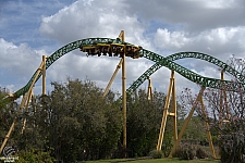 Cheetah Hunt