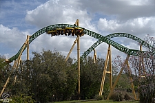 Cheetah Hunt
