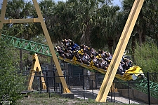 Cheetah Hunt