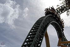 Cheetah Hunt