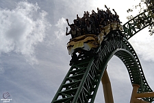 Cheetah Hunt