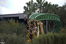 Cheetah Hunt