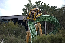 Cheetah Hunt
