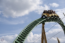 Cheetah Hunt