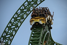 Cheetah Hunt