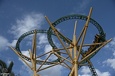 Cheetah Hunt