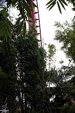 SheiKra