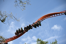 Tigris