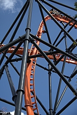 Tigris