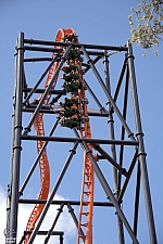 Tigris